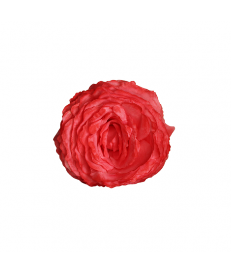 Rosa Coral
