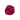 Peonía Fucsia
