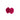 Clavel Fucsia Doble