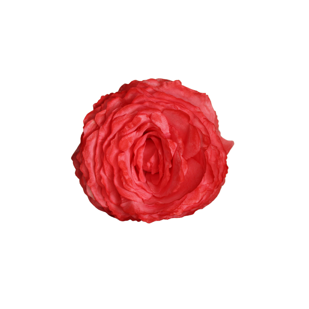 Rosa Coral