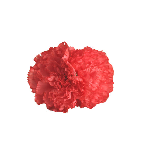 Clavel Coral Doble