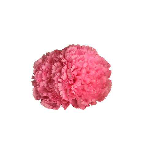 Clavel Rosa Doble