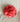 Broche Flor Cloe Coral