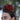 Clavel Rojo Oscuro Doble